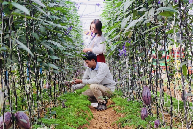 Anh Nguyễn Định đang dẫn khách đi tham quan vườn dưa tím và chia sẻ một số kỹ thuật chăm sóc khu vườn