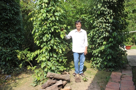 Anh Nguyễn Văn Bá (Hai Thuấn) chủ vườn “sầu riêng trồng xen tiêu” ở ấp Mỹ Long, xã Chánh An (Mang Thít).