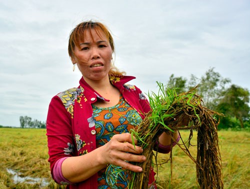 Chị Nguyễn Thị Hồng bên ruộng lúa bị ngập úng nhiều ngày khiến hạt lúa nảy mầm ngay khi còn nằm trên bông chưa thu hoạch. Ảnh: N.Q