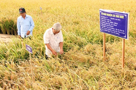 Nông dân tham gia đánh giá giống lúa thảo dược được khảo nghiệm vụ Hè Thu tại Trại Lúa giống tỉnh.