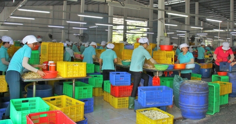 Một số doanh nghiệp Vĩnh Long đầu tư lĩnh vực NN đã xây dựng chuỗi liên kết với nông dân trong sản xuất, quản lý chất lượng, tiêu thụ nông sản. 
