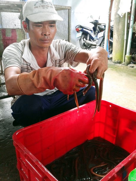 Người dân mang cá đồng bán cho các vựa cá tại chợ Trường Xuân.
