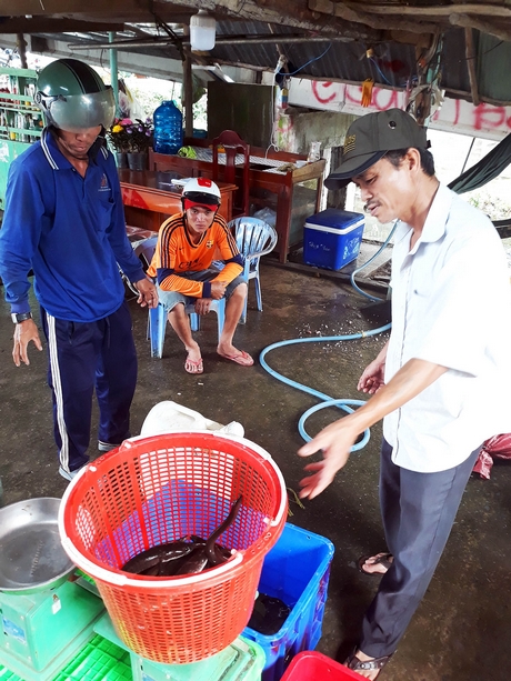 Vào mùa lũ chính vụ, chợ cá Trường Xuân cung ứng 7- 8 tấn cá đồng mỗi ngày.