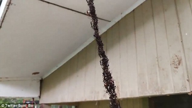 Cận cảnh những con kiến gắn kết với nhau để tạo nên cấu trúc “cầu treo”