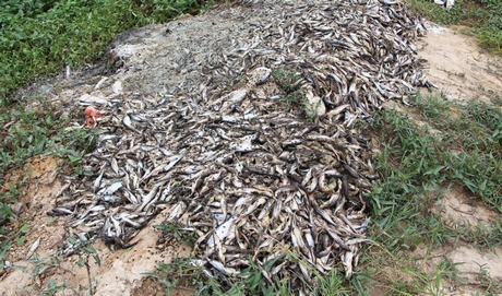 Người dân đổ đống cá chết tại các góc bờ, thậm chí đổ tràn lan xuống ven kênh thoát nước, gây ô nhiễm môi trường và lây lan dịch bệnh