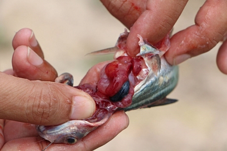 Các loại bệnh phổ biến trên cá tra giống là gan thận mủ, xuất huyết, trắng gan, trắng mang,...