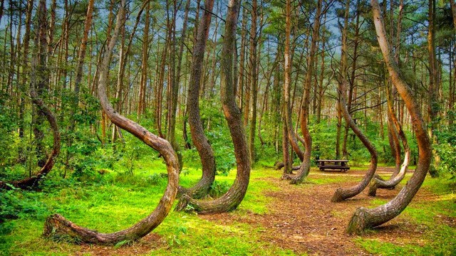 Khu rừng Crooked là điểm đến kỳ lạ ở Ba Lan