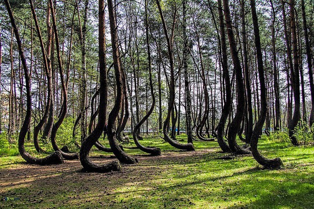 Cả vạt rừng hơn 400 gốc thông đều bị uốn cong đồng nhất, trong khi đó thân cây vẫn thẳng đứng phát triển bình thường