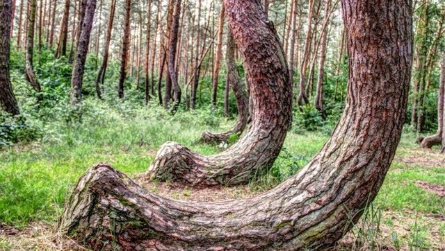 Cận cảnh gốc cây thông uốn cong đặc biệt