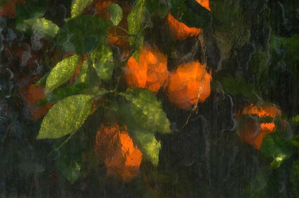 Ảnh cây cam được chụp thông qua tấm kính của một nhà kính trồng cây giống như một bức tranh sơn mài