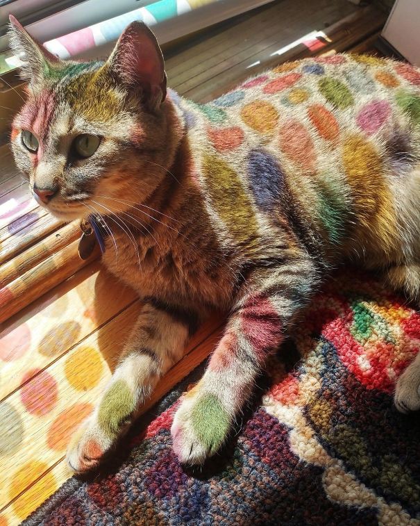 Chù mèo nằm phơi nắng cạnh một cửa sổ kính với các họa tiết trang trí đầy màu sắc khiến cho cơ thể chú mèo trở nên khác biệt