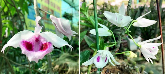 Điểm nổi bật nhất của cây phi điệp 5 cánh trắng là mặt bông hoa. Khuôn bông có vẻ đẹp hài hòa, vươn thẳng, đầu cánh hơi cong, hai cánh vai ngang, xếp đều nhau. Ảnh: Baophuthu.