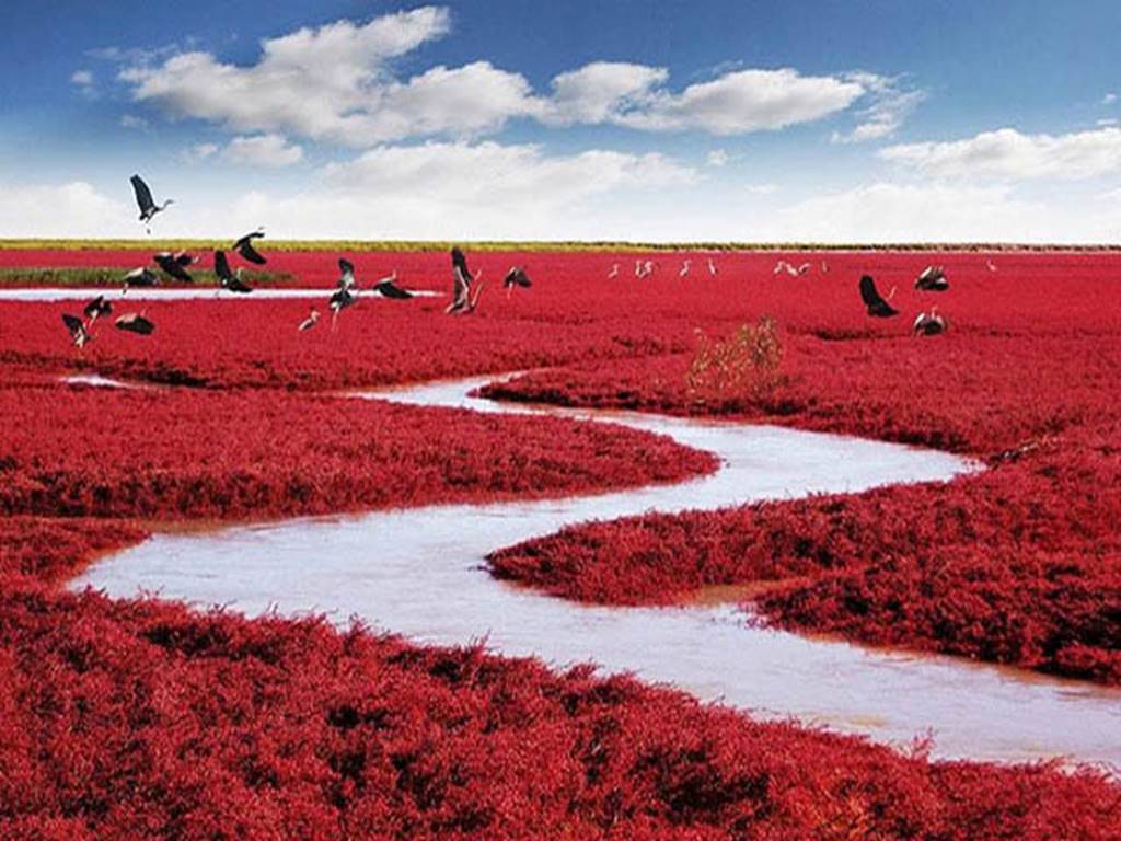 2.Biển Đỏ Panjin, Trung Quốc-       Cứ mỗi mùa thu sang, vùng đầm lầy phía đông bắc của Trung Quốc lại bắt đầu nhuộm màu đỏ tươi, rực rỡ cả một vòm trời. Biển Đỏ được tạo ra khi loài cỏ biển sống trong vùng đất mặn có tính kiềm cao đổi màu khi trời chuyển sang thu. Chính vì vẻ đẹp hiếm thấy của nó mà nơi này đã được đưa vào danh sách bảo tồn thiên nhiên.