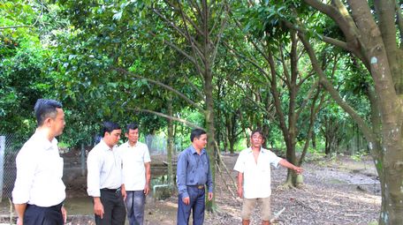 Vườn thanh trà hơn 20 công của ông Sáu Quận (xã Đông Thành- TX Bình Minh) đủ cơ sở vật chất phát triển thành điểm homestay trong tương lai.
