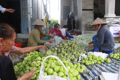 Một hộ ở khóm Đông Thuận đang thu hoạch mận xanh đường.