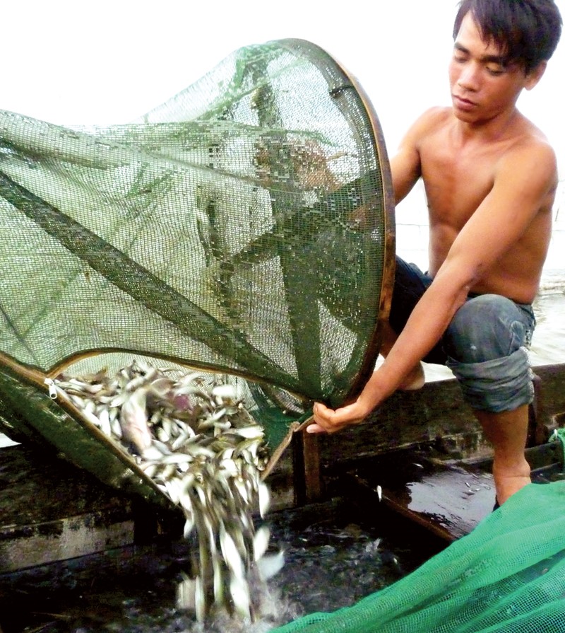 Đánh bắt cá linh mùa nước nổi.