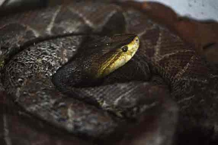 Đứng thứ 2 là rắn, gây 60.000 ca tử vong mỗi năm cho con người. Rắn hổ lục đầu giáo vàng là một trong những loài rắn độc nhất thế giới, sống ở Nam Mỹ.