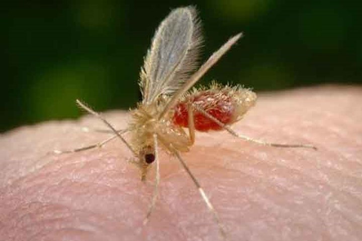 Thứ ba là ruồi cát - động vật gây ra hơn 24.200 ca tử vong mỗi năm. Ruồi cát là con vật trung gian truyền nhiễm loài ký sinh trùng Leishmaniasis là tên của một căn bệnh gây loét thịt.