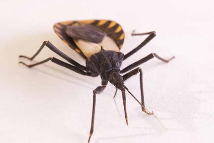 Bọ hôn (Kissing bug) hay bọ xít hút máu gây ra 8.000 ca tử vong mỗi năm. Loài bọ này truyền ký sinh trùng gây bệnh Chagas (còn gọi là bệnh ngủ), gây đột quỵ, đau tim.