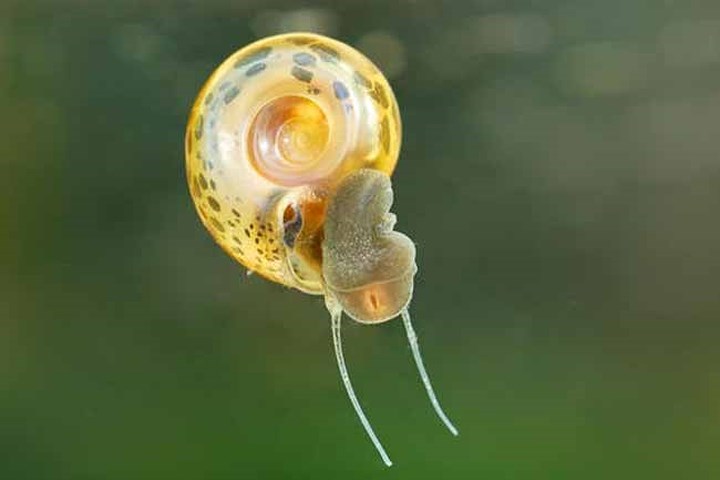Loài ốc sên nước ngọt gây 4.400 ca tử vong mỗi năm. Loài ốc sên này truyền ký sinh trùng gây bệnh sán máng cho con người.