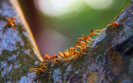 Kiến vàng- loài thiên địch hữu ích giúp nông dân phòng trừ nhiều loại sâu bệnh trong vườn cây ăn trái.