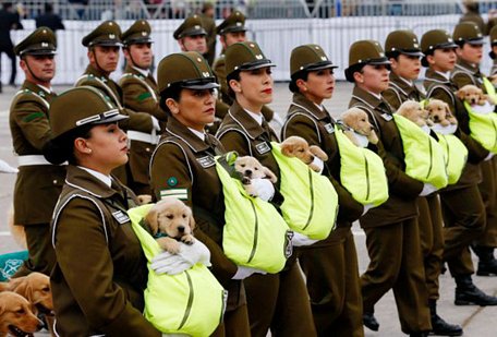  Những chú chó lông vàng con gây chú ý tại lễ diễu binh thường niên của Chile vì quá đáng yêu. Ảnh: Reuters