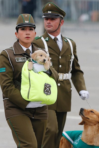  Khi trưởng thành, những chú chó lông vàng con sẽ gia nhập lực lượng chó nghiệp vụ của cảnh sát quốc gia Chile. Ảnh: Reuters