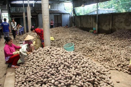  Theo ghi nhận nhiều thương lái và người trồng khoai, giá khoai lang đang ở mức thấp và nhiều ruộng khoai tới thu hoạch nhưng khó bán.