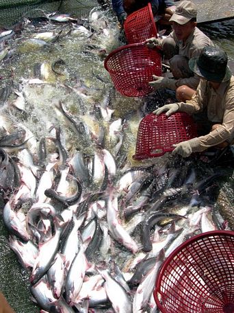 Nông dân ĐBSCL trúng đậm nhờ giá cá tra đang tăng cao
