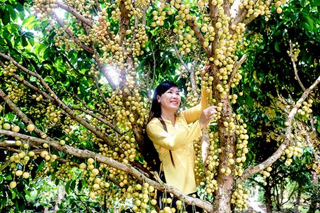 Vườn cây trĩu quả là điểm nổi bật trong loại hình du lịch sinh thái của Phong Điền. Ảnh: ÁI LAM