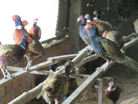 Đàn chim trĩ thầy giáo Nguyễn Thành Lập nuôi có 2 màu nổi bật là đỏ và xanh két.