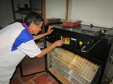 Thầy giáo Nguyễn Thành Lập đang đưa trứng chim trĩ vào máy ấp.