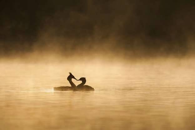 Hình ảnh tuyệt đẹp của một cặp chim lặn mào lớn dưới hồ ở Kingsbury, Anh.