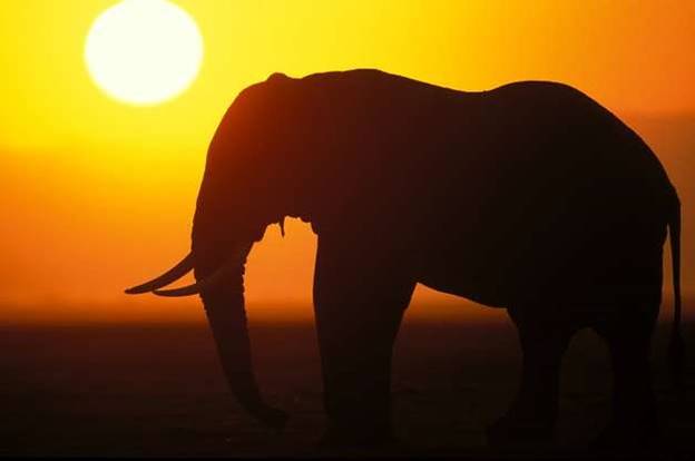 Một chú voi châu Phi ở Tanzania đứng dưới vầng mặt trời vàng rực.