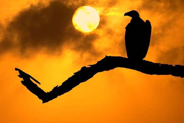 Một chú chim kền kền nổi bật trong ráng chiều ở Vườn Quốc gia Kruger, Nam Phi.
