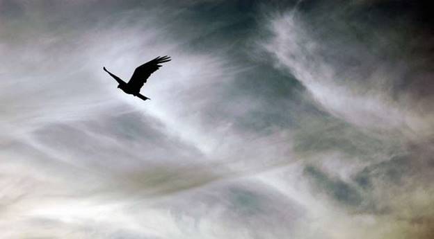 Một cánh chim vụt bay dưới bầu trời rộng lớn ở Hong Kong.
