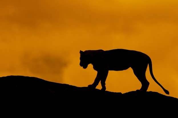 Hình ảnh ngược sáng của một chú sư tử ở Khu bảo tồn Bắc Mara, Kenya.