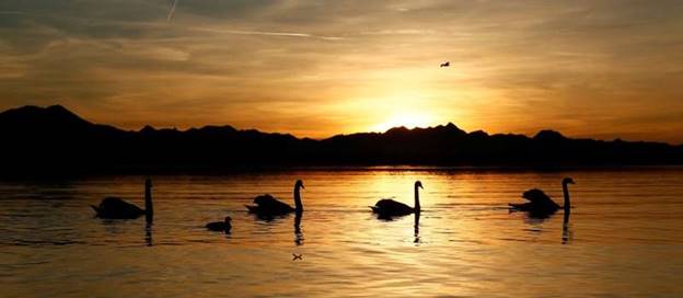 Vịt và thiên nga cùng nhau bơi trong hồ Chiemsee ở Seebruck, Đức dưới ánh nắng chiều lấp lánh.