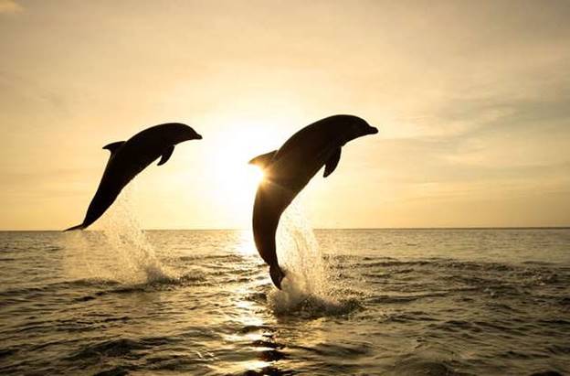 Cảnh tượng đẹp ngỡ ngàng khi hai chú cá heo nhảy vượt lên mặt biển trong ánh mặt trời rực rở ở Vịnh Caribbean, gần đảo Roatan, Honduras.