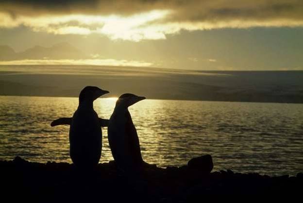 Hình ảnh đáng yêu của hai chú chim cánh cụt ở Nam Phi.