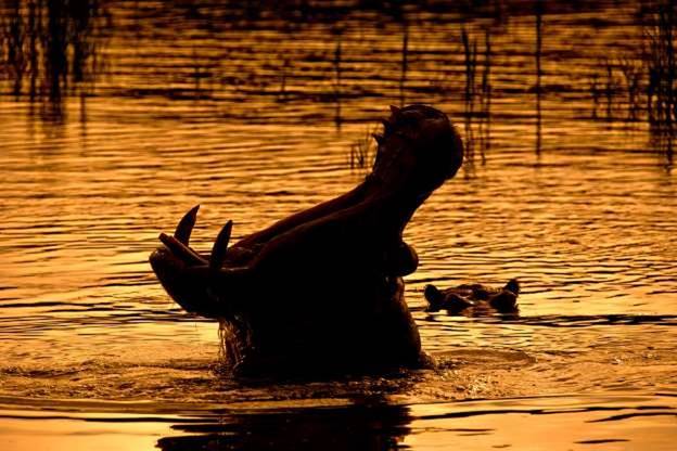 Bức ảnh ấn tượng về một chú hà mã đang ngáp ở Vườn Quốc gia Serengeti, Tanzania.
