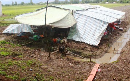 Nhiều nông dân Bình Tân thu hoạch khoai “chạy nước” trong khi giá khoai liên tục giảm nhiều tuần qua.