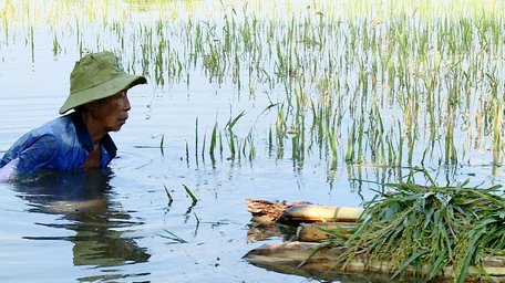 Tại ấp Thạnh Phú, xã Thạnh Quới có nhiều diện tích lúa đang trong giai đoạn chín xanh bị ngập hoàn toàn. Không tìm được nhân công cắt lúa, ông Trần Văn Nam phải tự cắt được bao nhiêu hay bấy nhiêu.