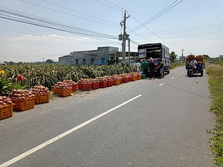 Thanh long Bình Thuận và nhiều địa phương khác đang trong tình trạng cung vượt cầu, giá rớt thảm hại. Ảnh: VIỆT KHANH