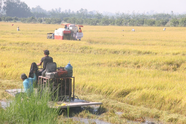 Bà con vùng xã Thành Trung hối hả thu hoạch lúa, trước khi đón đỉnh con nước đầu tháng 9 âm lịch.