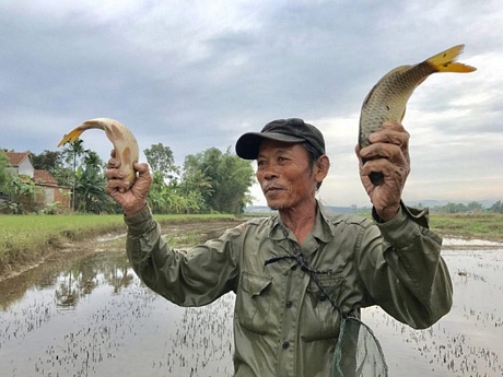 Chụp nôm, một trong những hình thức đánh bắt cá đồng của người dân Quảng Ngãi.