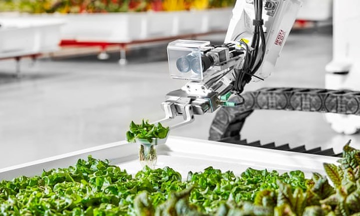 Iron Ox tuyên bố họ có năng lực thu hoạch được gấp 30 lần trang trại truyền thống với sức mạnh từ phần mềm AI, quy trình thủy canh quanh năm và robot thay thế hoàn toàn con người. (Ảnh: The Guardian).