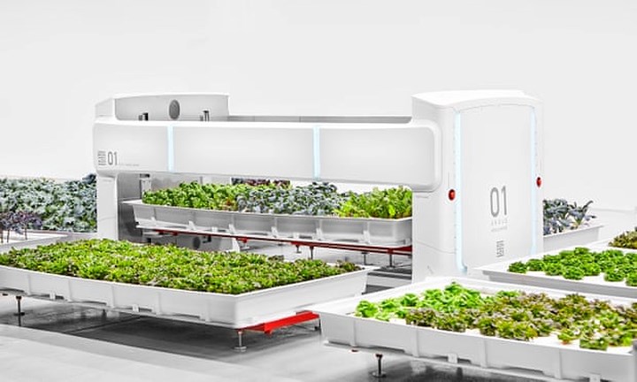 Với diện tích 185m2 các loại rau và thảo dược được đặt trong các chậu riêng biệt. Robot 