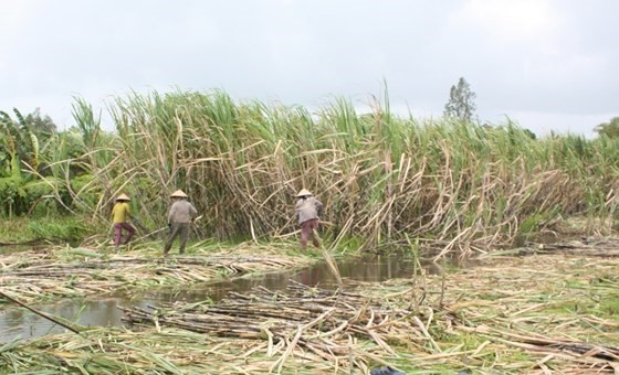 Nông dân huyện Phụng Hiệp (Hậu GIang) thu hoạch mía bị ngập lũ, bán giá thấp 