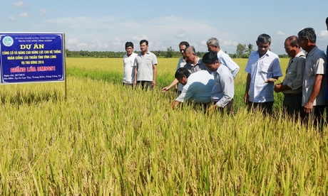 Đánh giá mô hình sản xuất lúa thuần vụ Thu Đông 2018 tại ấp An Lạc Tây, xã Trung Hiếu (Vũng Liêm).